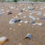 Pêche à pied : un nouvel arrêté préfectoral