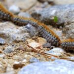 Chenilles processionnaires : restez vigilants